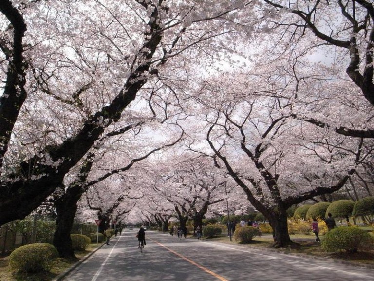大学の桜の名所は日本ではどこなのか?人気キャンパスを調べてみた Everydayに四方山な情報を! 大学の桜の名所は日本ではどこなのか?人気キャンパスを調べてみた Everydayに四方山な情報を!