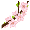 桜の開花宣言はなぜ気象庁なのか？開花の確認はいつ？どの木で確認？